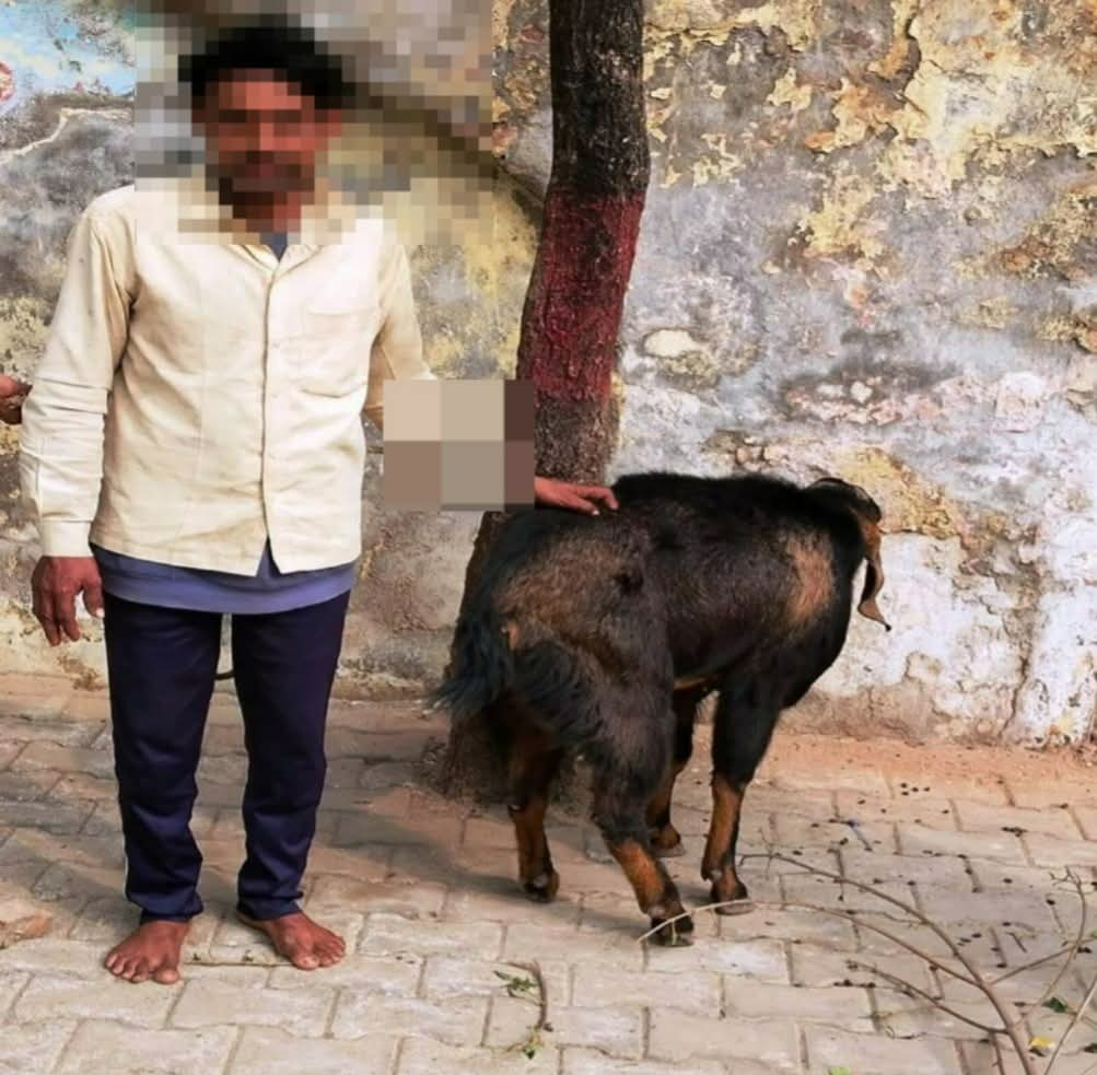 चोर बकरी के साथ गिरफ़्तार